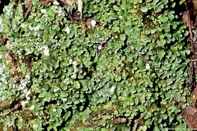 Licheni di Poggio Ripaghera